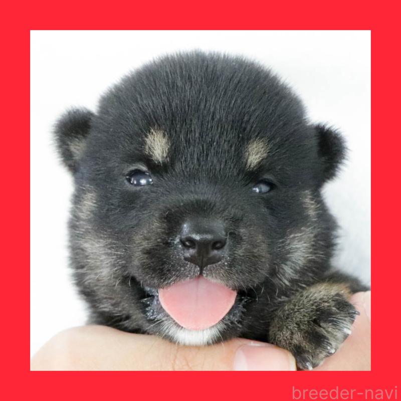販売中の愛知県の柴犬-403935